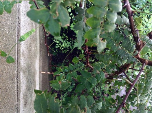 山椒とアゲハの幼虫