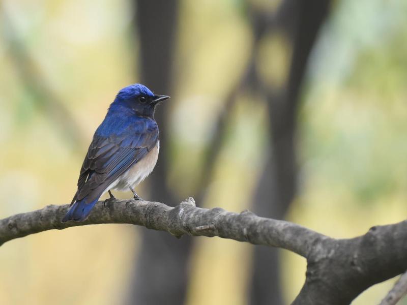 「身近に見られる野鳥」オオルリ